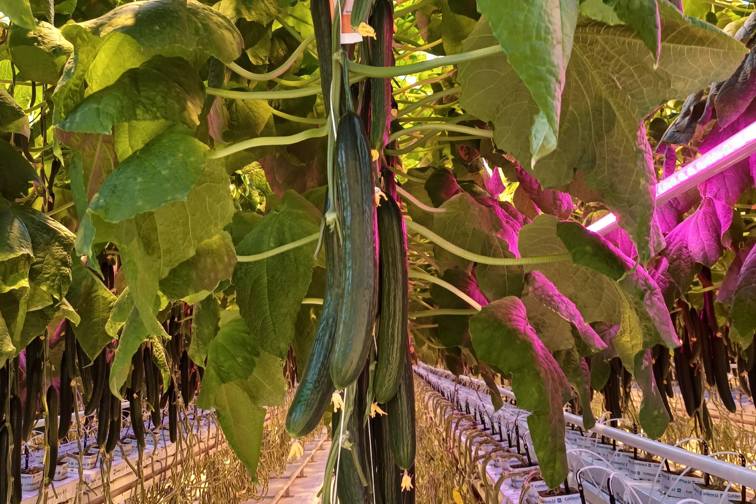 Happinanokuplat edesauttamassa uutta kurkun maailmanennätyssatoa