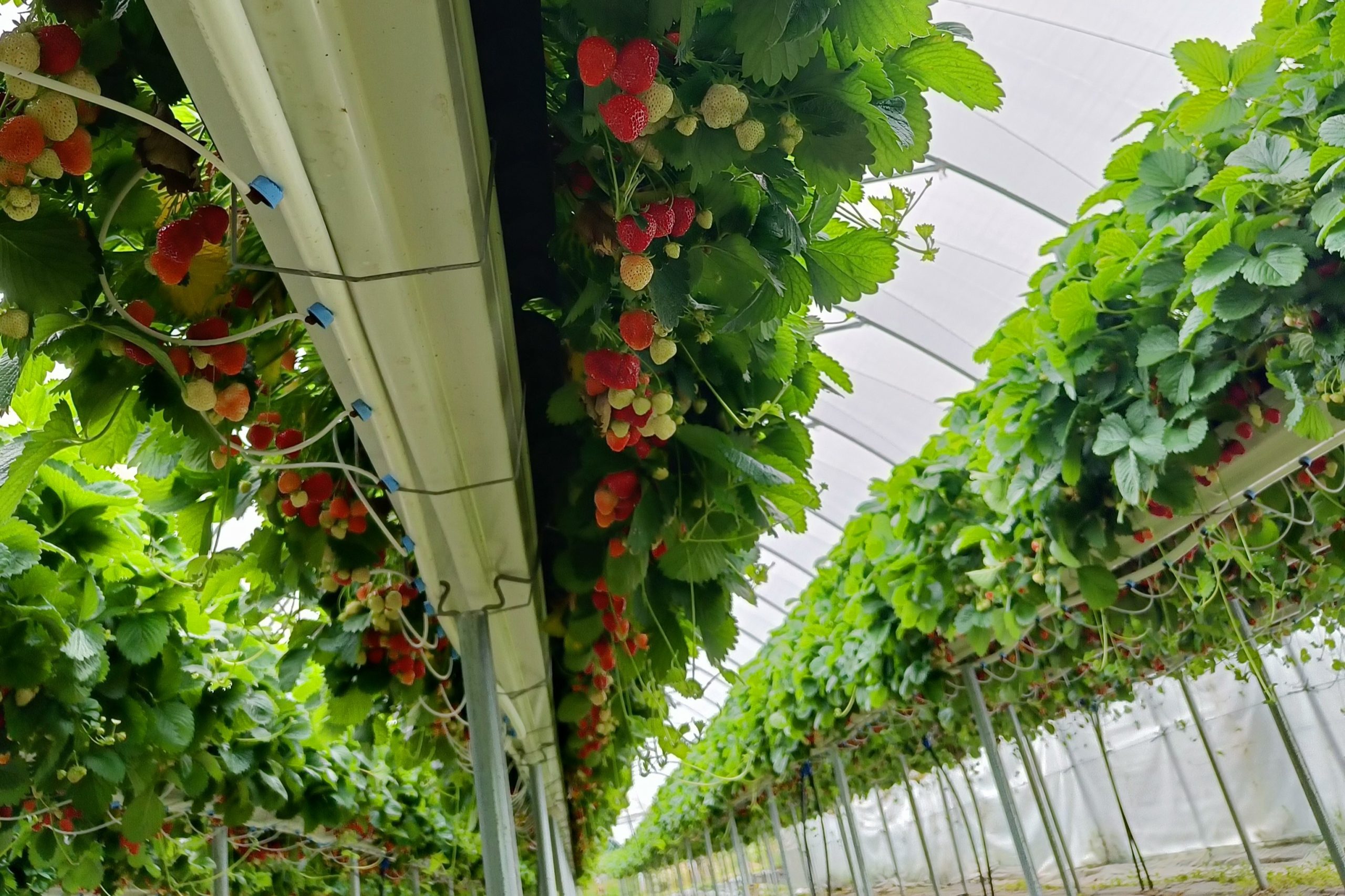 Parempaa kasvinterveyttä innovatiivisen nanohappiveden avulla