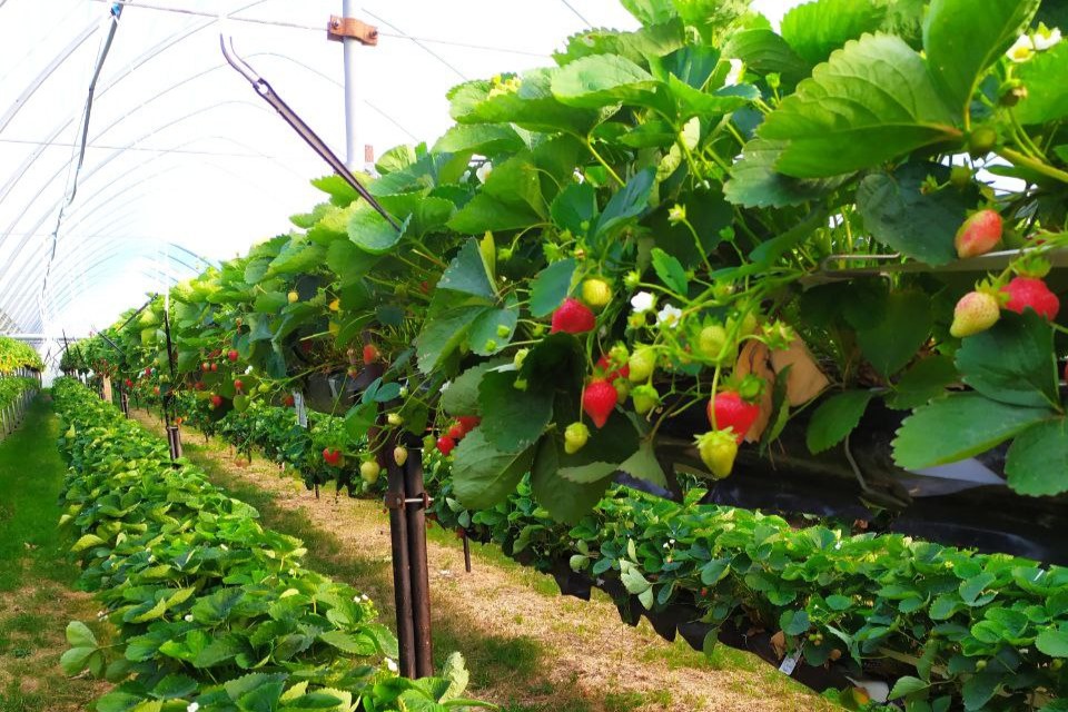 Happilannoituksen hyödyt puutarhataloudessa