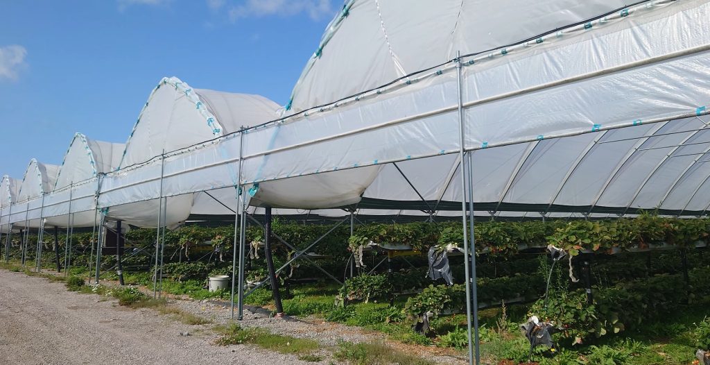 Mansikanviljely happinanokuplilla Kitsböle