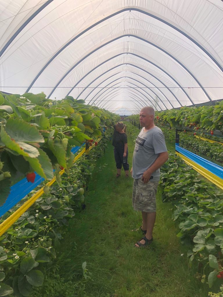 Mansikanviljely happinanokuplilla Kitsböle2